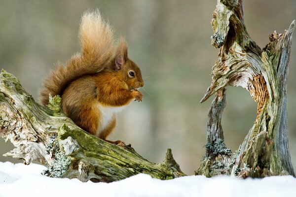 Eichhörnchen mit flauschigem Schwanz auf einem Baum am Treibholz