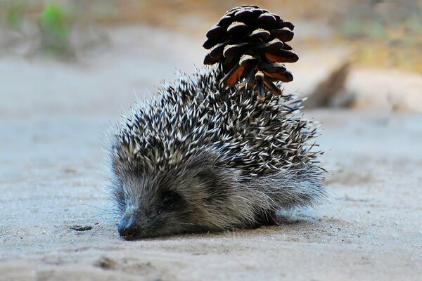 Ein stacheliger Igel mit einer Beule geht durch den Sand