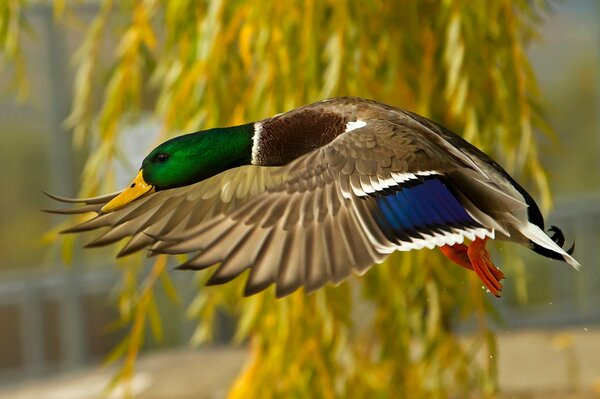 Canard au plumage lumineux, en vol