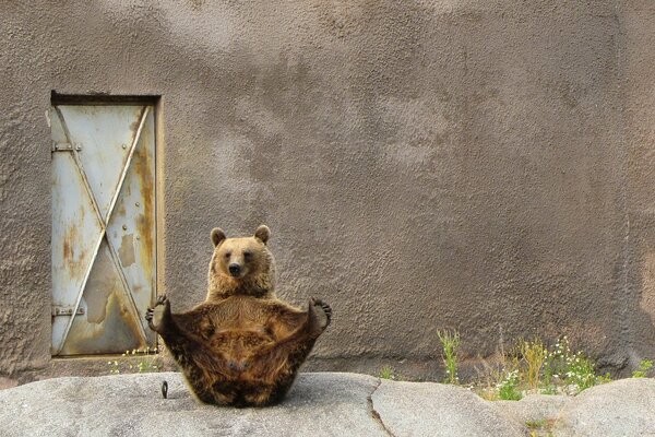 Oso sentado contra una pared gris en una pose de yoga