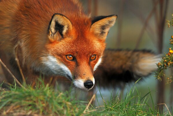 Brillante pelirroja Fox Mira en la hierba