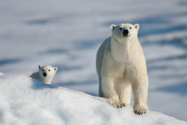 A polar bear with a bear cub on the snow-white snow