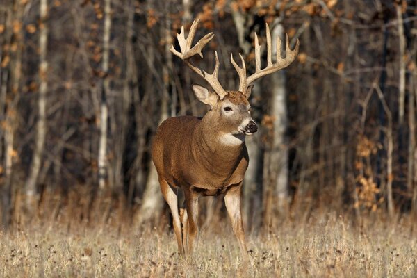 A moose with big horns stands in front of a forest in a clearing