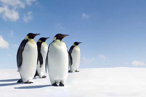 Pingouins debout sur la neige. Quatre pingouins