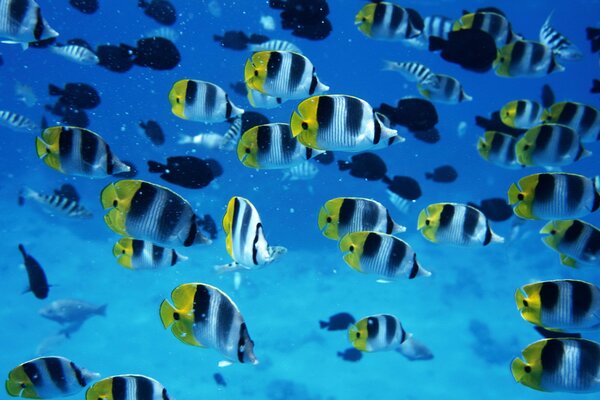 Beaucoup de poissons colorés sous l eau. Banc de poissons multicolores fond d écran