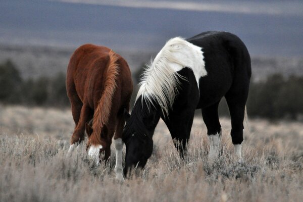 Couple de chevaux broutant dans la Prairie