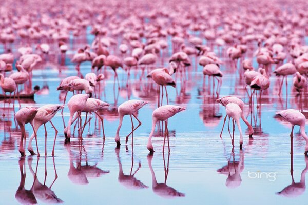 Pink flamingos are beautiful birds