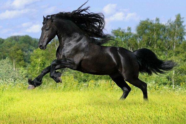 En verano, los árboles son hermosos en un claro galopa una hermosa raza de caballos frisones