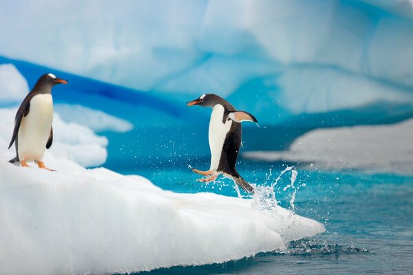 Pingouins sur la banquise. Arctique. Glace et eau