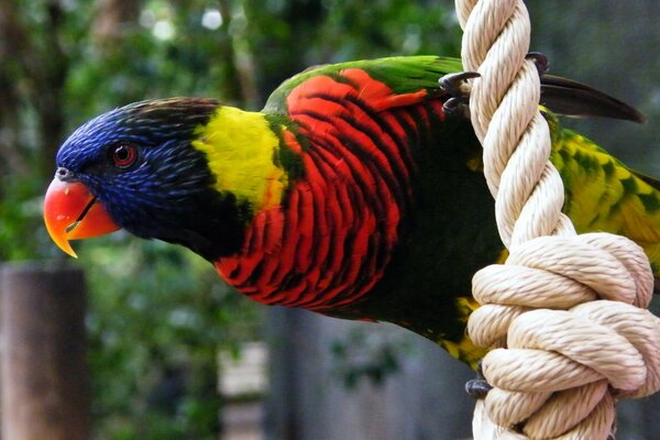 Loro multicolor con pico rojo en la cuerda floja