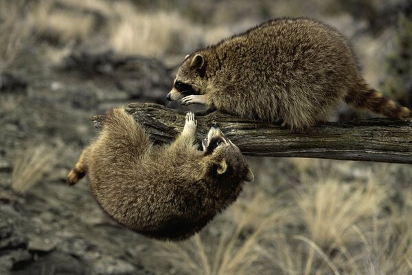 Two raccoons on a tree branch