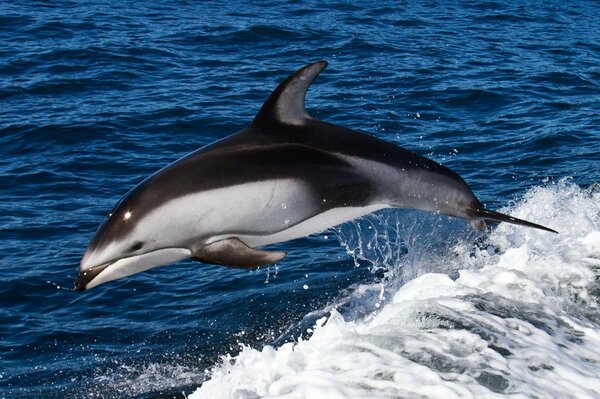 Saut de dauphin sur les vagues dans la mer