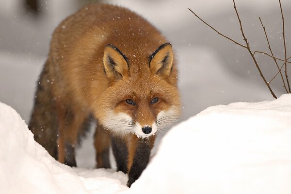 Renard moelleux roux dans la forêt d hiver. Congères de neige