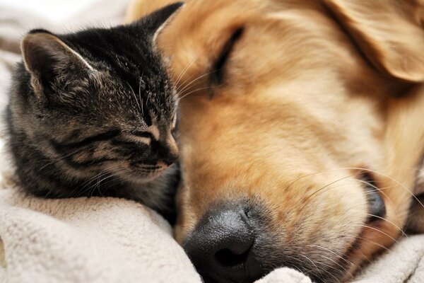 Petit chaton et grand chien dorment ensemble