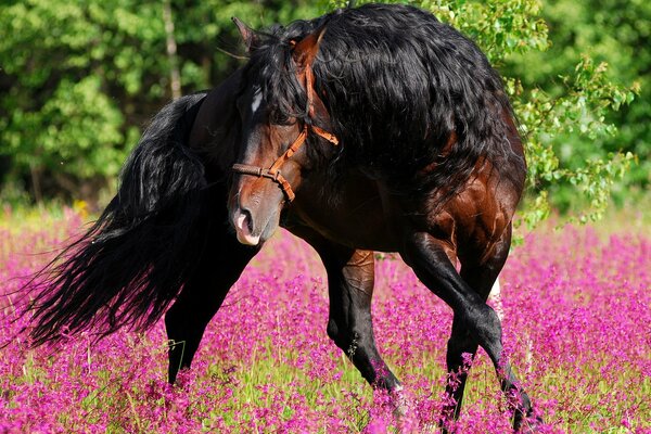 Hermosa danza del caballo en un campo floreciente