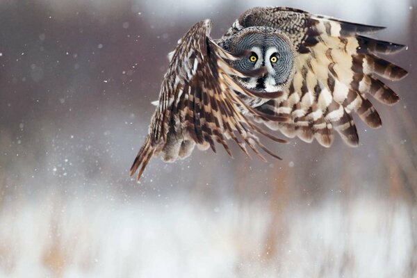 A beautiful owl flies in winter