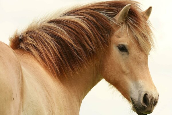 A peach horse with a red mane. The look of a horse. Portrait of a horse