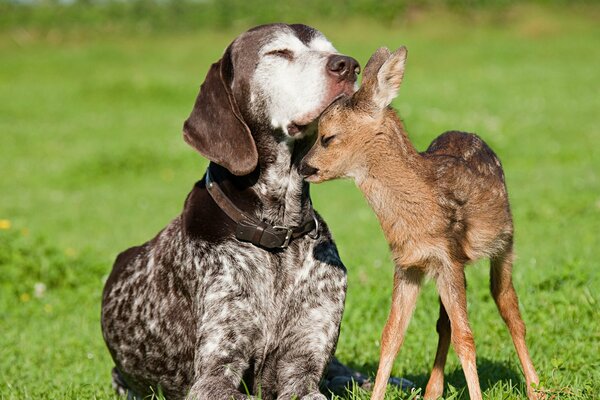 Sweet friendship of a dog and a fawn