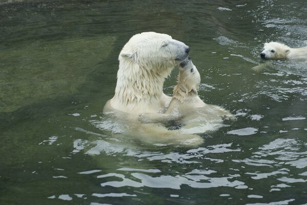 Un oso polar con un oso se baña en el agua