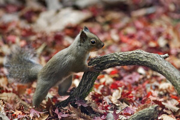 Cute little squirrel on a branch