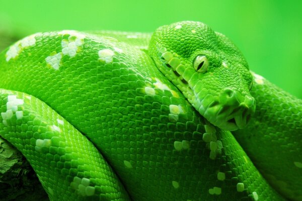 Macro shooting of a snake in green light