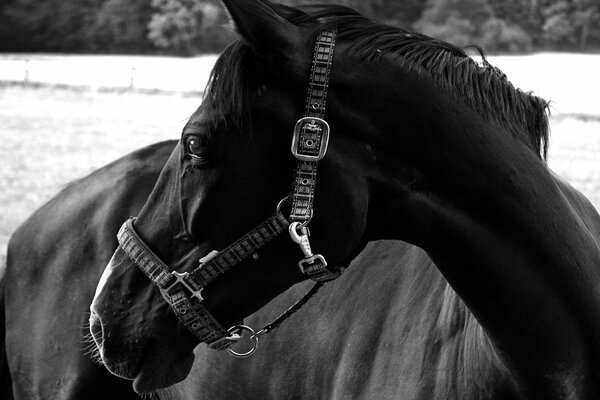 Un grazioso cavallo nero sta guardando da qualche parte