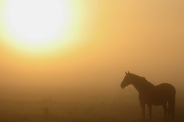 Cavallo nella natura nella nebbia al mattino