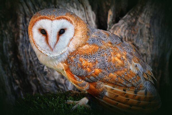 Hibou doré polaire entre les arbres dans l obscurité