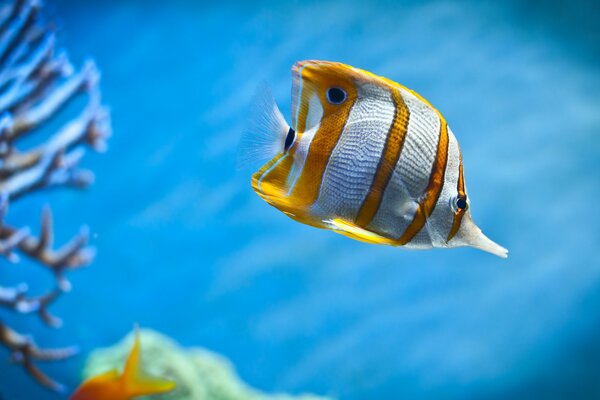 Golden-white fish close-up