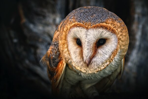 A magical owl in a dark forest