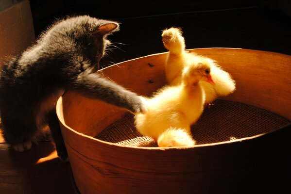 Funny animals, a cat playing with ducklings