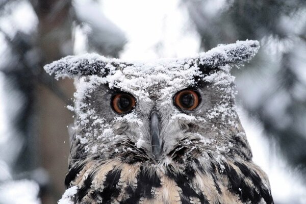 Búho en la nieve, en el bosque