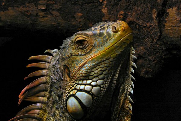 Reptile monitor lizard close-up on a tree background