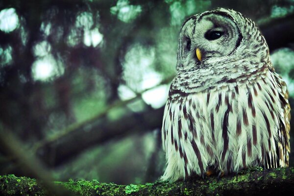 Hibou endormi assis sur une branche