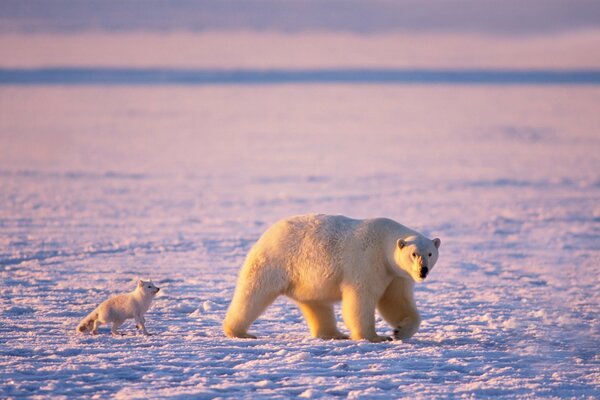 Mom bear walks her cub