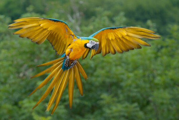 A bright African parrot in flight