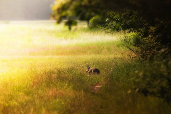 Lapin assis dans la forêt sur la clairière