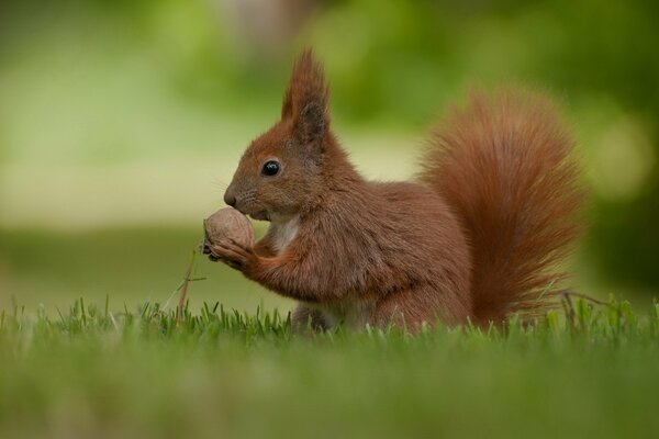 A red squirrel with a fluffy tail holds a nut in its paws