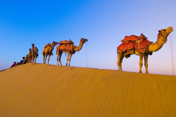 Camel caravan in the desert