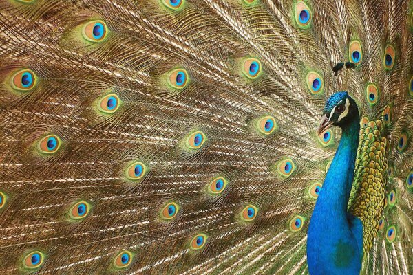 Peacock with luxurious plumage. Peacock Tail