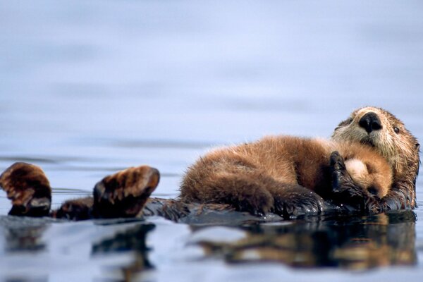 Baby kalan sleeps on his mother s chest