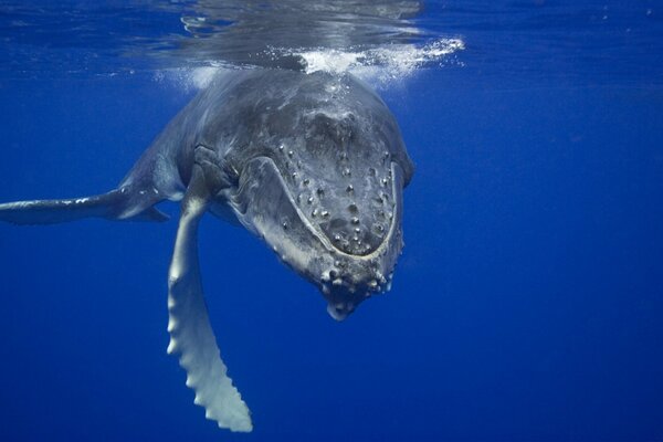 Ballena en las profundidades del océano azul