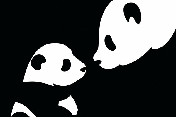 Zwei Pandas auf schwarzem Hintergrund