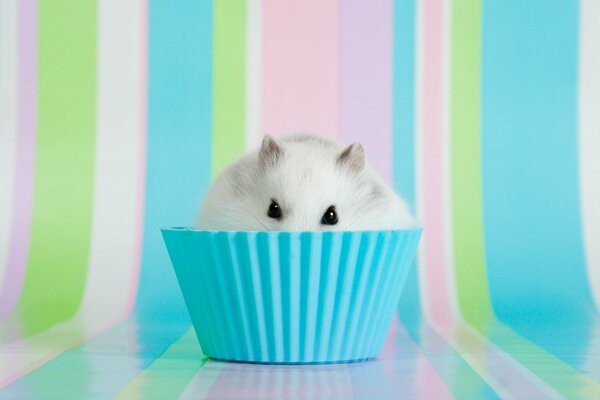 Hamster assis dans un moule à cupcake bleu et Peeping