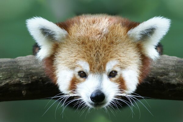 Cute animal hung on a branch