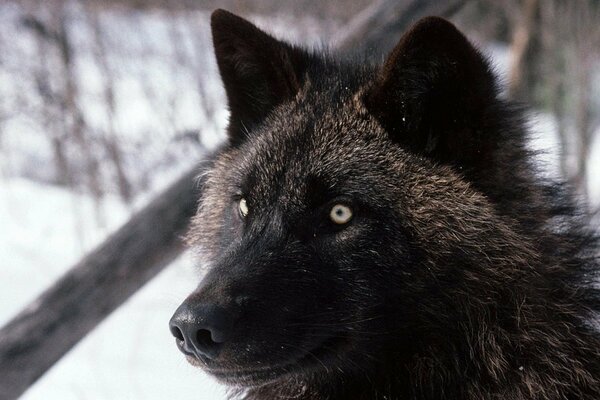 Lobo duro en el bosque cubierto de nieve