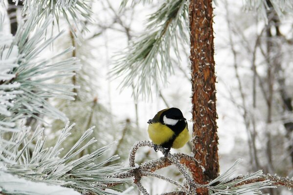 Sinichka est assis sur une branche recouverte de givre