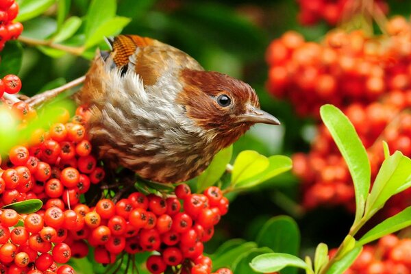 Hermoso pájaro en una rama con bayas