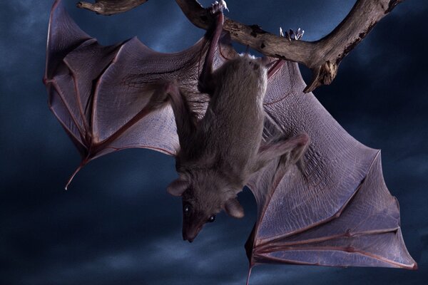 Chauve-souris dans la nuit, ailes déployées