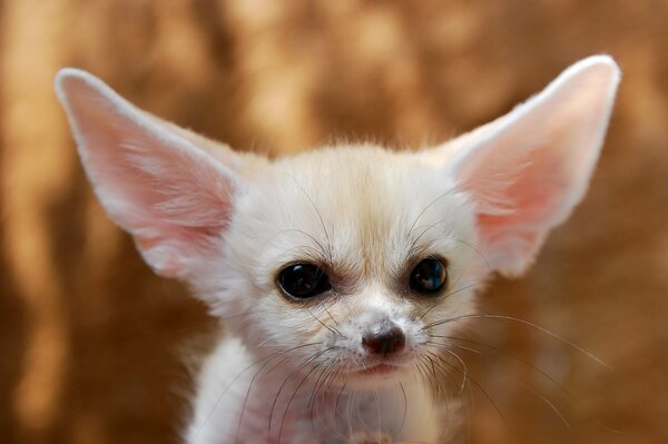 Imagen de un pequeño zorro de orejas blancas